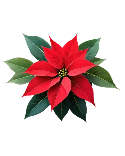 poinsettia, Christmas flower, bright red petals, yellow center, green leaves, delicate stems, festive atmosphere, close-up shot, soft focus, shallow depth of field, warm lighting, 3/4 composition, vib