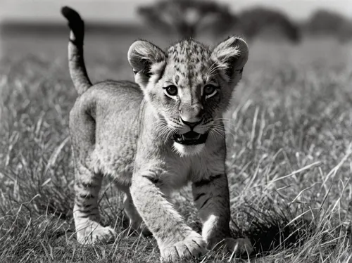 lion cub,photo shoot with a lion cub,cheetah cub,little lion,baby lion,lioness,pounce,great puma,wild cat,cub,serengeti,african lion,lion with cub,lionesses,king of the jungle,safaris,white lion,wildlife,panthera leo,tiger cub,Photography,Black and white photography,Black and White Photography 11