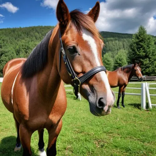 Figgy had a poney,finnhorse,quarterhorse,aqha,belgian horse,broodmare,equine,beautiful horses,broodmares,equines,quarterhorses,irish horse,trakehner,dülmen wild horses,arabians,gelding,lusitano,portra