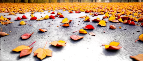 autumn background,fallen leaves,autumn frame,autumn leaves,autumn forest,falling on leaves,autumnal leaves,autumn scenery,round autumn frame,autumn songs,just autumn,autumn walk,fall leaves,autumn leaf,autumn landscape,autumn,autumn season,autumn day,leaves are falling,autumn round,Art,Classical Oil Painting,Classical Oil Painting 11