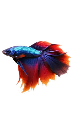 betta splendens,siamese fighting fish,fighting fish,ornamental fish,betta fish,betta,cychropsis,rainbowfish,playfish,swordtail,dartfish,red fish,fish in water,snapfish,beautiful fish,blue fish,fairy wrasse,kokanee,rasbora,poisson,Illustration,Realistic Fantasy,Realistic Fantasy 24