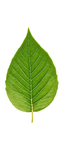 ginkgo leaf,leaf background,tropical leaf,spring leaf background,tree leaf,mape leaf,fan leaf,leaf structure,palm leaf,coconut leaf,aaaa,magnolia leaf,mammoth leaf,grape leaf,chloroplast,green leaf,natura,custody leaf,fern leaf,acorn leaf,Conceptual Art,Fantasy,Fantasy 16