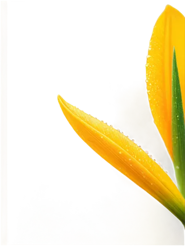 yellow orange tulip,flowers png,spring leaf background,easter lilies,the trumpet daffodil,curcuma,star fruit,tulip background,yellow avalanche lily,flower opening,yellow petal,saffron crocus,flower background,yellow orange,tulipa,jonquils,ylang-ylang,tulipa sylvestris,strelitzia,turkestan tulip,Illustration,Abstract Fantasy,Abstract Fantasy 06