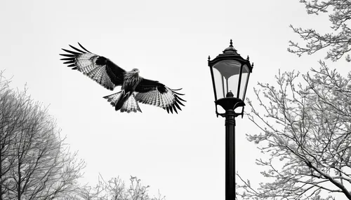 iron street lamp,street lamps,street lamp,streetlamp,outdoor street light,street light,lamppost,birds of chicago,lamp post,streetlight,lamplighter,flying hawk,bird bird-of-prey,bird flight,bird of prey,birds of prey-night,fish crow,of prey eagle,light posts,buteo,Illustration,Black and White,Black and White 09