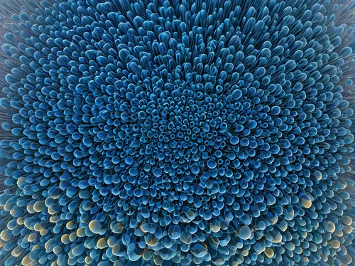 blue chrysanthemum,mandelbulb,blue petals,coral,hydrangea,blue painting,blue hydrangea,hydrangeaceae,blue mold,mandala,blue flower,sunflower paper,bluebottle,hydrangeas,echinops,coral swirl,vortex,agave azul,fibonacci,acropora,Illustration,Vector,Vector 15