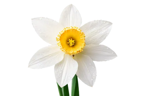 daisy flower,white flower,filled daffodil,white lily,white cosmos,wood daisy background,daffodil,marguerite daisy,the trumpet daffodil,daff,flowers png,shasta daisy,daffyd,flower wallpaper,oxeye daisy,tulip white,flower background,ox-eye daisy,daisy heart,zephyranthes,Photography,Fashion Photography,Fashion Photography 10