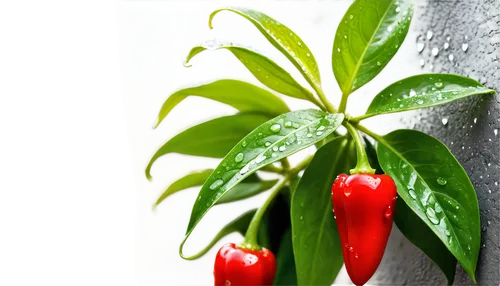 ornamental peppers,capsicum annuum,pepper plant,capsaicin,summer savory,capsicum,red chili pepper,sweet peppers,chile pepper,chilli pepper,chillies,red bell peppers,chilli pods,psychotria,cayenne peppers,spicata,red bell pepper,cayenne pepper,red pepper,paprika bush,Conceptual Art,Graffiti Art,Graffiti Art 07