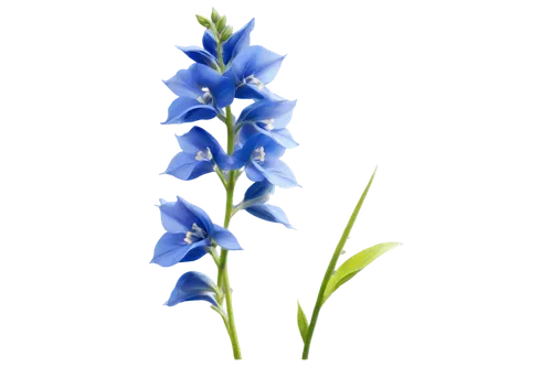 flowers png,siberian squill,gentiana,gentian,trumpet gentian,gentians,delphinium,bluebonnet,blue bonnet,texas bluebonnet,serbian bellflower,pontederia,muscari armeniacum,larkspur,muscari,bluebell,gentian family,lobelia,stemless gentian,closed blue gentian,Conceptual Art,Fantasy,Fantasy 18