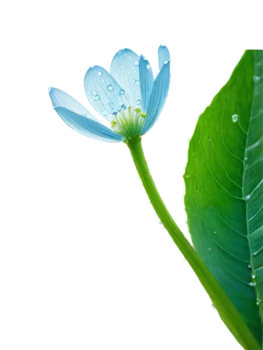 Delicate, transparent petals, light blue, glowing center, slender stem, green leaves, water droplets, morning dew, soft natural light, 3/4 composition, shallow depth of field, gentle focus, warm color