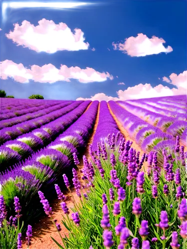 lavender field,lavender fields,lavender cultivation,lavander,lavender flowers,lavenders,lavandula,lavender,lavendar,laventhol,lavender flower,lavenu,the lavender flower,valensole,purple landscape,provence,lavender bunch,chives field,moniquet,flower field,Illustration,Vector,Vector 16