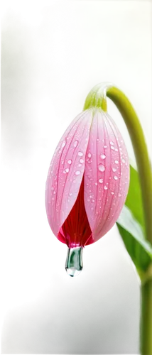 dewdrop,dew drop,pink water lily,blooming lotus,pink flower,dewdrops,narcissus pink charm,pink tulip,raindrop,a drop,droplet,lotus ffflower,lotus blossom,dew drops on flower,fuschia,raindrop rose,dew drops,lotus leaf,pink poppy,sakura mochi,Illustration,Realistic Fantasy,Realistic Fantasy 19