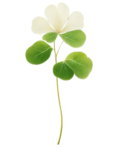 Clover, white petals, green leaves, delicate outline, soft focus, shallow depth of field, warm light, 3/4 composition, gentle curves, intricate details, transparent background.,medium clover,wood-sorr