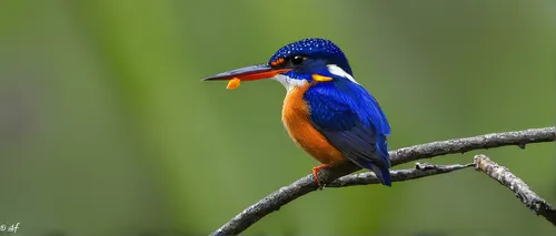 common kingfisher,kingfisher,stork billed kingfisher,rufous,tickell's blue flycatcher,sri lanka,perched on a log,marsh bird,male rufous hummingbird,periparus ater,perched bird,male bluebird,colorful birds,white-crowned,beautiful bird,asian bird,perching bird,orange-breasted sunbird,belted kingfisher,broadbill,Illustration,Vector,Vector 02