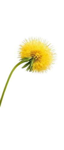 dandelion background,common dandelion,dandelion flower,taraxacum,dandelion,camomile flower,taraxacum officinale,dandelion flying,fennel flower,flowers png,taraxacum ruderalia,sunflower lace background,hawkbit,dandelions,inula,flower background,yellow calendula flower,yellow flower,chrysanthemum background,hieracium,Conceptual Art,Fantasy,Fantasy 11