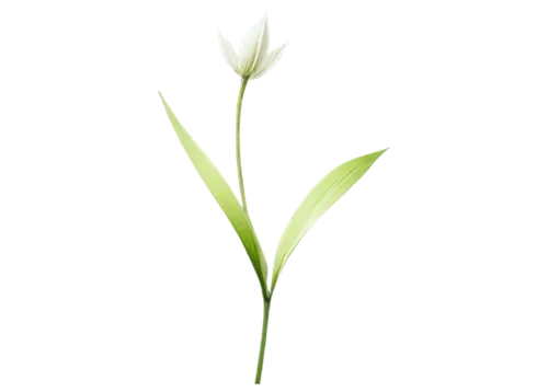 grass lily,flowers png,grape-grass lily,garden star of bethlehem,uniflora,white lily,zephyranthes,spring onion,grass blossom,blooming grass,spring leaf background,lily of the valley,minimalist flowers,flower background,tulip background,sweet grass plant,lily of the field,madonna lily,flower wallpaper,hymenocallis,Art,Artistic Painting,Artistic Painting 36