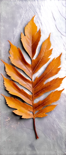 beech leaf,beech leaves,brown leaf,watercolour leaf,maple leave,leaves frame,chestnut leaf,autumn leaf,autumn leaf paper,leaf background,golden leaf,fallen leaf,fall leaf,tree leaf,watercolor leaf,walnut leaf,watercolor leaves,autumn frame,magnolia leaf,fan leaf,Conceptual Art,Oil color,Oil Color 20