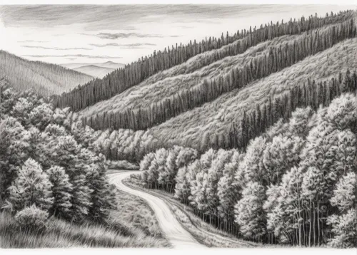 larch forests,salt meadow landscape,larch trees,coniferous forest,charcoal drawing,temperate coniferous forest,mountain road,mountain pass,spruce forest,forest landscape,mountain scene,spruce-fir forest,pencil drawings,larch wood,mountainous landscape,mountain landscape,mountain highway,charcoal pencil,pencil drawing,spruce trees,Illustration,Black and White,Black and White 35