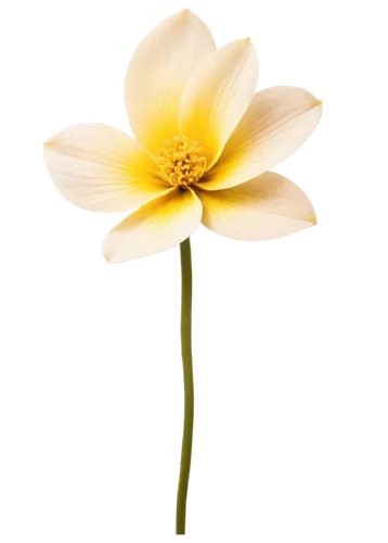 flowers png,lotus png,sego lily,minimalist flowers,lilium candidum,yellow canada lily,yellow anemone,two-tone flower,turkestan tulip,guernsey lily,anemone japonica,lotus ffflower,lily flower,tulip white,gold flower,the trumpet daffodil,the white chrysanthemum,white lily,flower background,korean chrysanthemum,Art,Classical Oil Painting,Classical Oil Painting 38