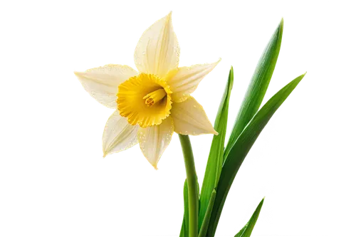 daffodil,filled daffodil,daffodils,daff,flower background,yellow daffodil,grass lily,tulip background,spring background,the trumpet daffodil,flower wallpaper,daffyd,flowers png,iridaceae,jonquils,day lily flower,narciso,easter lilies,day lily,grass blossom,Illustration,Black and White,Black and White 03