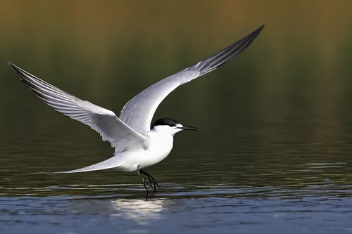 Create a peaceful scene by describing a sandwich tern gracefully gliding across a tranquil lake.,sandwich tern,forster s tern,black tern,silver tern,flying tern,fairy tern,whiskered tern,flying common