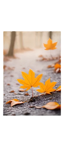 autumn frame,autumn background,leaf background,autumn leaf,fallen leaf,leaves frame,fall leaf,round autumn frame,fallen leaves,maple leave,autumn leaf paper,rainy leaf,autumn leaves,yellow maple leaf,fallen oak leaf,autumnal leaves,red maple leaf,autumn icon,falling on leaves,fall leaves,Conceptual Art,Sci-Fi,Sci-Fi 17