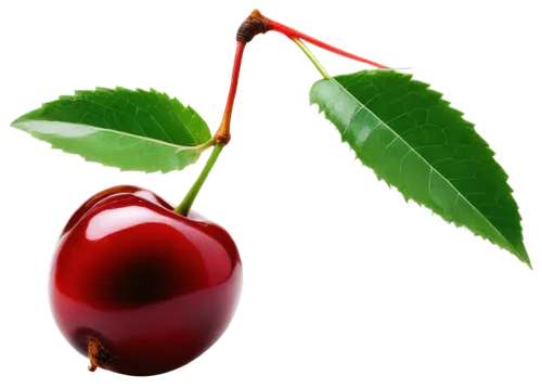 Ripe cherry, red skin, glossy surface, green leaves, stem attached, solo, still life, macro shot, extreme close-up, shallow depth of field, warm lighting, high contrast, vibrant color tone.,bladder ch