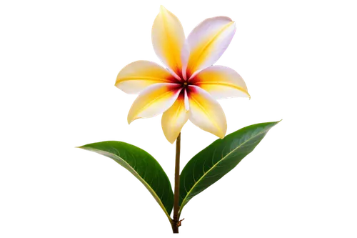 plumeria,white plumeria,flower wallpaper,flame flower,flower background,magic star flower,flower in sunset,magnolia star,frangipani,starflower,lily flower,flowers png,star flower,exotic flower,elven flower,pineapple lily,cuba flower,pointed flower,pink plumeria,bicolored flower,Art,Artistic Painting,Artistic Painting 47