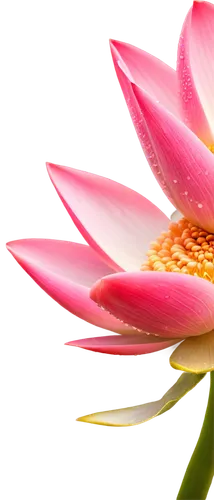 chrysanthemum background,pink water lily,flower wallpaper,blooming lotus,pink chrysanthemum,flower background,lotus flowers,pink water lilies,lotus blossom,water lily flower,lotus flower,pink flower,flower of water-lily,flowers png,pink petals,lotus on pond,pink floral background,lotus ffflower,water lily,gerbera flower,Photography,Documentary Photography,Documentary Photography 32