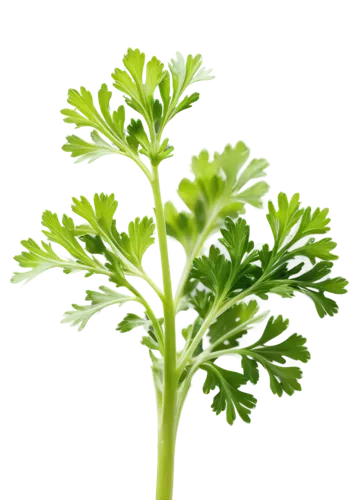 Fresh parsley, green curly leaves, delicate stem, soft natural light, macro photography, extreme close-up, shallow depth of field, warm color tone, detailed texture, realistic, vibrant green, isolated