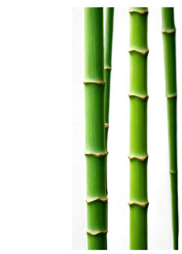 Bamboo stick, green nodes, thin segments, natural texture, subtle shadows, warm sunlight, shallow depth of field, 3/4 composition, soft focus, cinematic lighting, morning dew, gentle breeze, realistic