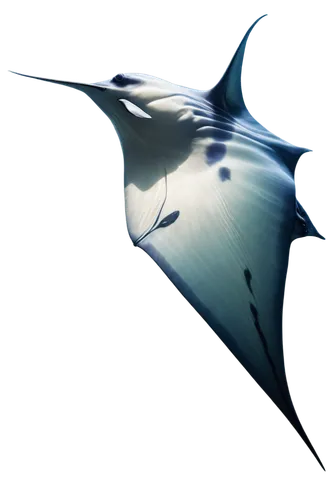 manta ray,reef manta ray,manta rays,fairy tern,manta,hammerhead bird,tropicbird,constellation swordfish,tern,guitarfish,batwing,gradient mesh,trophon,flying tern,tern bird,fish tern,ornithopter,river tern,ucav,spaceplane,Illustration,Realistic Fantasy,Realistic Fantasy 33