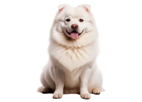 Fat dog, chubby belly, fluffy white fur, brown eyes, pink nose, sitting posture, front legs bent, cute expression, soft focus, warm lighting, shallow depth of field, morning sunlight, gentle compositi