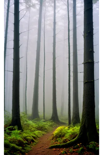 foggy forest,germany forest,forestland,bavarian forest,coniferous forest,fir forest,forest path,forest of dreams,forest,mixed forest,fairytale forest,the forest,elven forest,green forest,beech forest,enchanted forest,holy forest,forest floor,forest glade,forest walk,Illustration,Retro,Retro 04