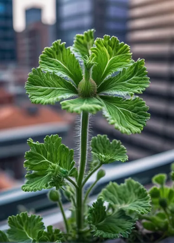 In a futuristic sci-fi city, where green spaces are scarce, describe the awe-inspiring sight of a phacelia tanacetifolia growing in a hidden rooftop garden, offering a glimpse of nature's resilience.,