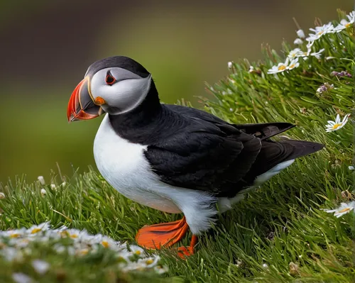 atlantic puffin,puffin,puffins,galliformes,collared inca,seabird,antarctic bird,beagle channel,shetland,fairy penguin,coastal bird,chinstrap penguin,haematopus ostralegus,a species of marine bird,seabirds,puffed up,helgoland,perched on a log,white-crowned,inca tern,Illustration,American Style,American Style 07