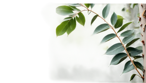 gum leaves,curry leaves,tree leaves,green leaves,eucalyptus,walnut leaf,erythroxylum,spring leaf background,tree leaf,olive tree,argan tree,leatherleaf,moraceae,birch tree background,ligustrum,green foliage,eucalypt,eucalypts,bay leaf,lithocarpus,Art,Artistic Painting,Artistic Painting 20