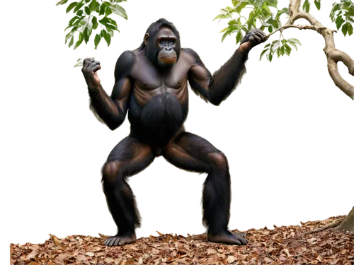 Black orangutan, adult male, muscular build, thick fur, expressive eyes, prominent nose, strong arms, grasping hands, standing on hind legs, relaxed posture, natural habitat, tropical rainforest, warm