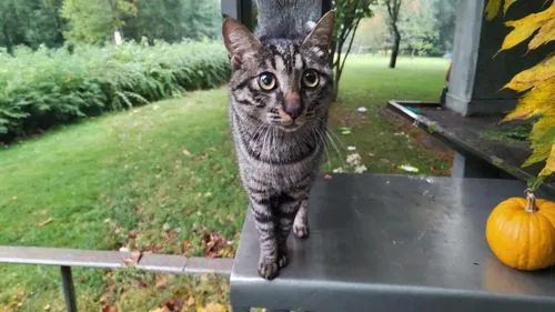 there is some glass and trees behind the cat, and it's autumn in the picture,halloween cat,halloween decoration,lawn ornament,ocicat,bengal,bengal cat,löwchen,halloween decorating,halloween decoration