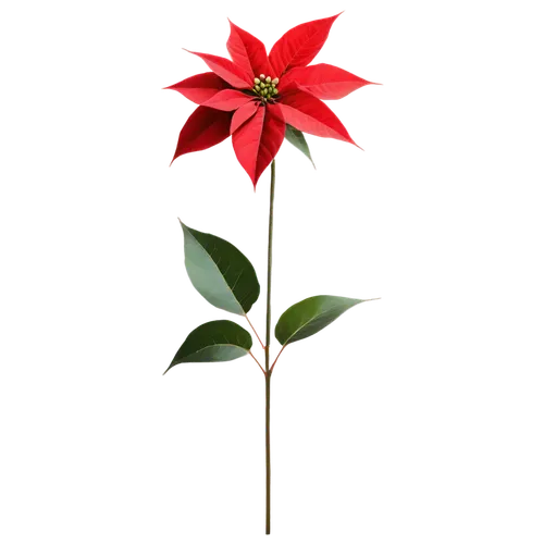 christmas flower,red flower,flower of christmas,flowers png,poinsettia flower,flower wallpaper,flower background,red gift,flower of december,red snowflake,red carnation,poinsettia,firecracker flower,valentine flower,magic star flower,flower christmas,red dahlia,decorative flower,star flower,bicolored flower,Illustration,Realistic Fantasy,Realistic Fantasy 24