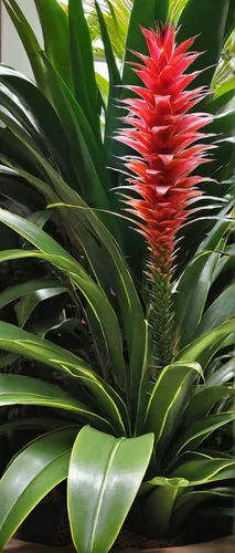 Compose a poem expressing the delicate beauty of a single bromeliad flower.,bromelia,bromeliad,bromeliaceae,pineapple plant,cycad,tropical floral background,exotic plants,splendens,ginger plant,tropic