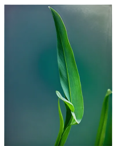 spring onion,aspidistra,grass lily,grape-grass lily,blade of grass,spikelets,wheat grass,chlorotic,sweet grass plant,ligule,scallions,green leaf,lily of the valley,green leaves,aloe vera leaf,scallion,garden star of bethlehem,spring onions,lily of the field,unfurling,Illustration,Paper based,Paper Based 15