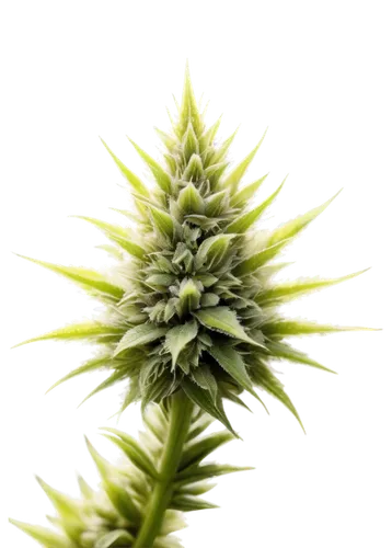 Marijuana buds, pistils, greenish-white color, dense trichomes, hairy stigma, macro shot, shallow depth of field, warm lighting, soft focus, 1/2 composition, close-up view, realistic texture, natural 