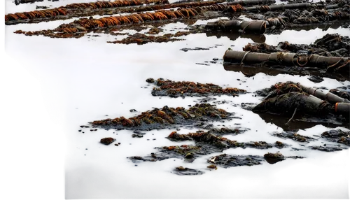 Dirty water, polluted river, plastic waste, oil spill, dead fish, murky brown color, algae growth, broken bottles, rusty pipes, industrial background, gloomy atmosphere, low-key lighting, dramatic com