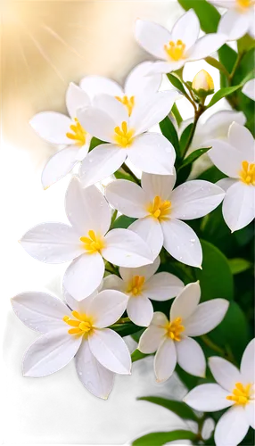 wood daisy background,white daisies,white cosmos,candytuft,wood anemones,white petals,white flowers,linanthus,wood anemone,flower background,daisylike,daisy flowers,white jasmine,white flower,feverfew,flowers png,flower jasmine,daisies,white flower cherry,japanese anemone,Illustration,Japanese style,Japanese Style 04