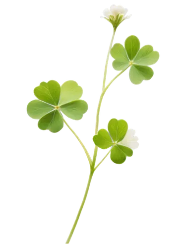 clover leaves,narrow clover,4-leaf clover,medium clover,five-leaf clover,four-leaf clover,clovers,pennywort,arabidopsis,three leaf clover,clover flower,oxalis,wood sorrel,maidenhair,four leaf clover,4 leaf clover,a four leaf clover,long ahriger clover,trifolium,aaaa,Illustration,Vector,Vector 10