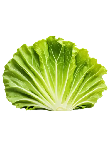 Fresh green lettuce slice, solo, flat lay, rounded edges, crisp texture, juicy flesh, slight sheen, indirect natural light, soft focus, shallow depth of field, warm color tone, 3/4 composition, still 