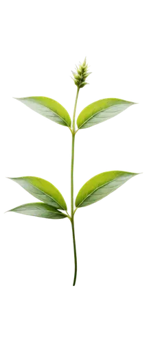 morinda citrifolia,tea plant,pineapple lily,oil-related plant,flowers png,scaphosepalum,ikebana,aromatic plant,saw palmetto,lotus png,areca nut,oleaceae,acianthera,thick-leaf plant,growth icon,ylang-ylang,plant stem,citronella,marsh labrador tea,lotus leaf,Photography,Documentary Photography,Documentary Photography 14