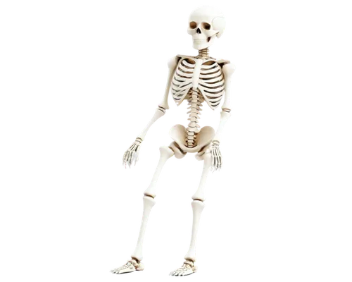 skeletal,skelemani,human skeleton,skeleton,calcium,vintage skeleton,skelly,doot,spookily,osteoporotic,skeleltt,skeletal structure,spook,bone,boneparth,spooking,osteoporosis,spookier,spookiest,spoofy,Illustration,Japanese style,Japanese Style 15