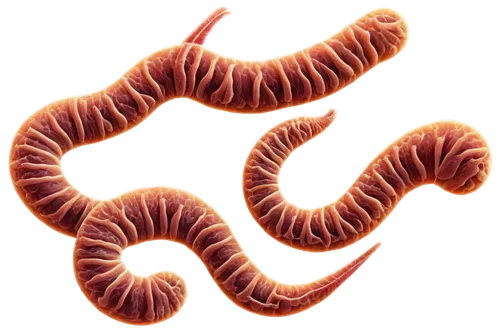 flagella,ercp,tapeworm,wormlike,spirochetes,roundworms,sphyrna,ophiusa,glomerulus,betaproteobacteria,intestine,tapeworms,pylori,flagellar,flagellum,nephron,schistosoma,spiral background,pancreas,cheilocystidia,Illustration,Realistic Fantasy,Realistic Fantasy 32