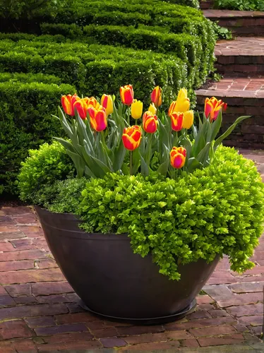 orange tulips,potted flowers,terracotta flower pot,yellow orange tulip,two tulips,tulips,garden pot,yellow tulips,flower bowl,tulip bouquet,tulip flowers,basket with flowers,flower basket,flower pot,tulipa tarda,parrot tulip,red tulips,tulip background,tulipa,pot marigold,Unique,3D,Modern Sculpture